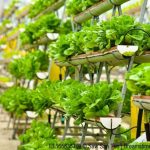 Farming urban gardening projects city vertical crop singapore innovative technology hunger parks baseball study reading case profile food some like