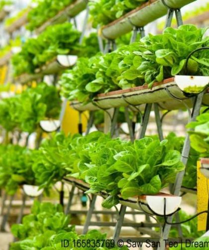 Farming urban gardening projects city vertical crop singapore innovative technology hunger parks baseball study reading case profile food some like